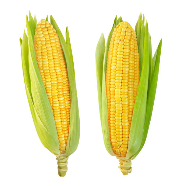 Corn Sweet Each