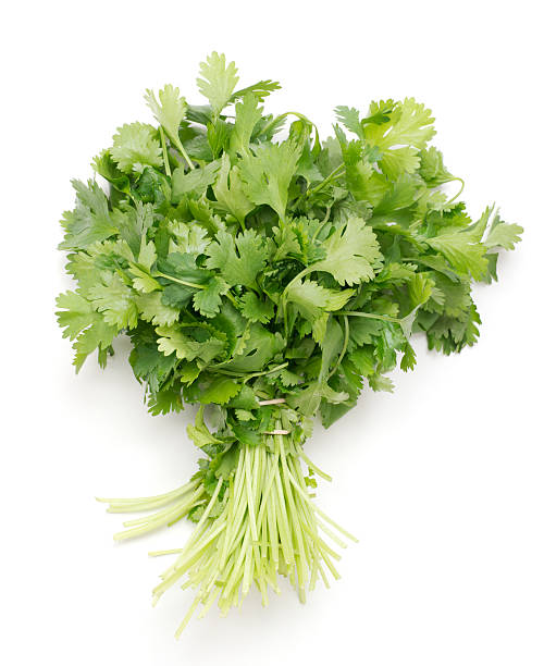 Coriander Bunch